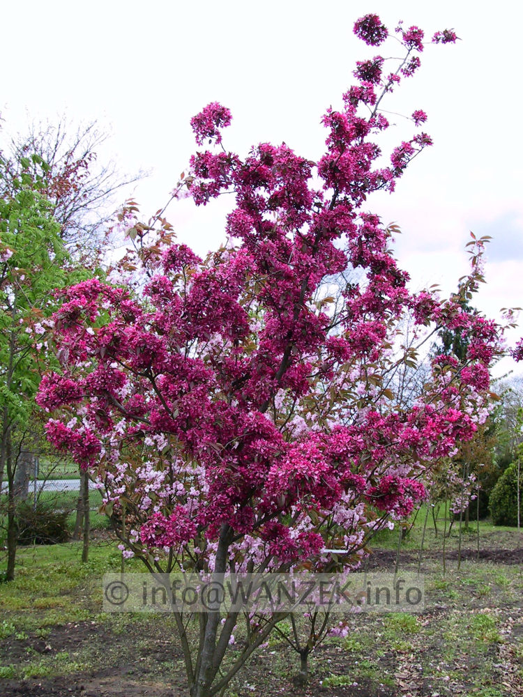 Malus rot in Bluete, Baum2.jpg